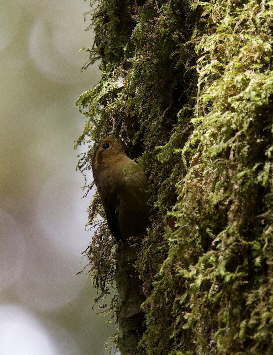 Ochraceous Wren - ML641363226