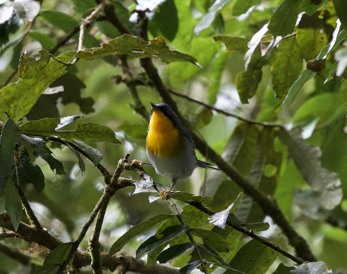 flammeparula - ML641363232