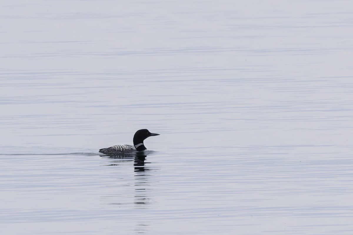 Common Loon - ML641363241