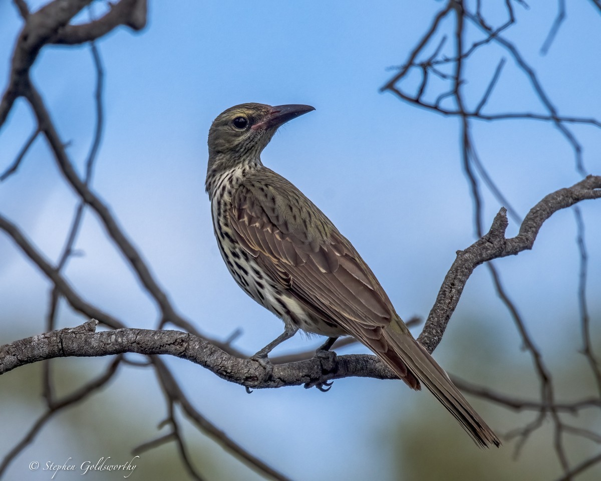 Olive-backed Oriole - ML641363244