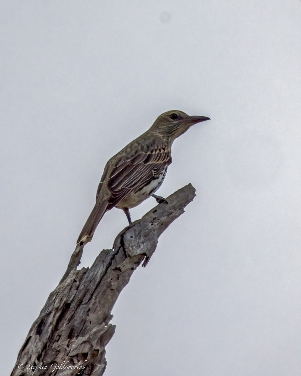 Olive-backed Oriole - ML641363245