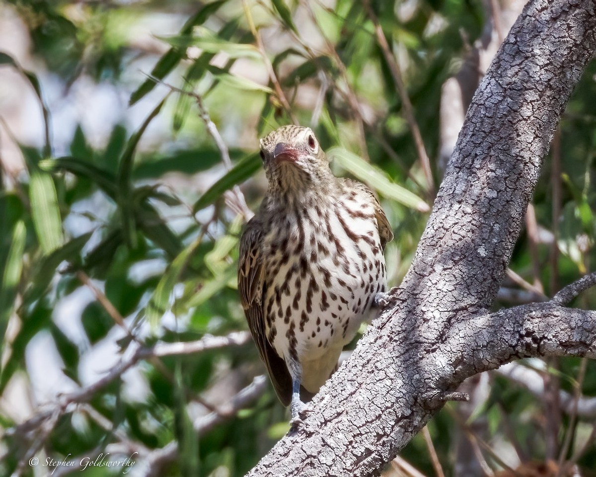 Olive-backed Oriole - ML641363246