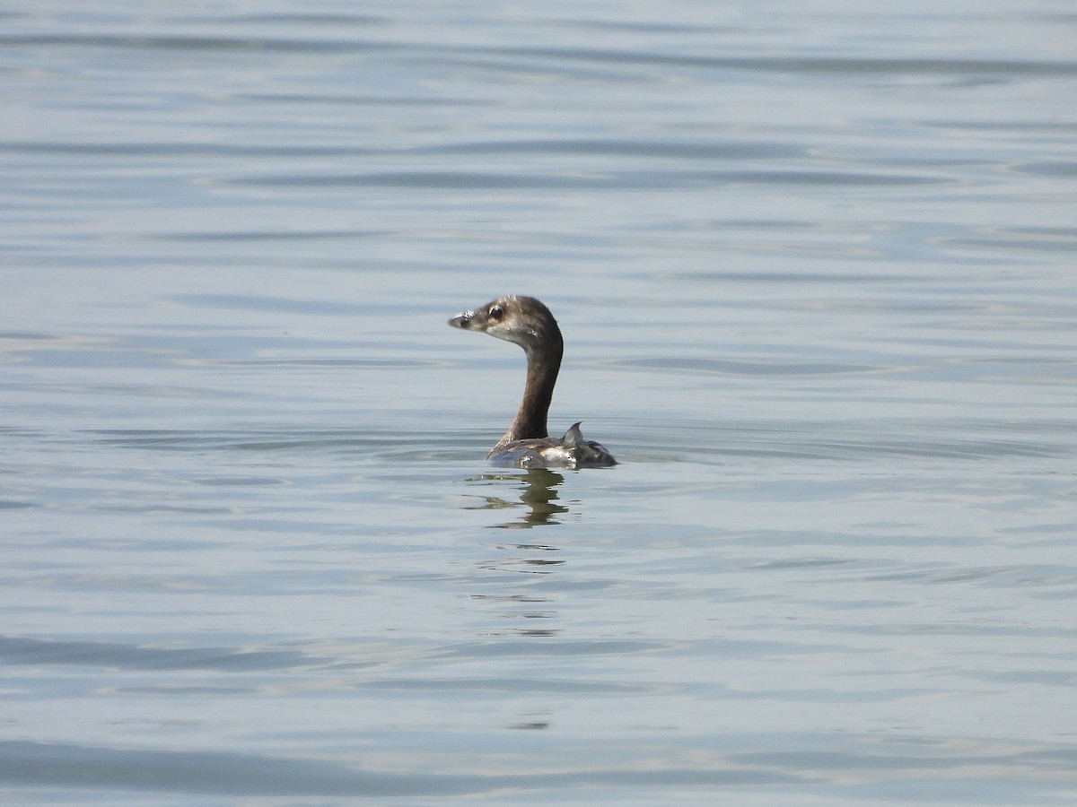 Pied-billed Grebe - ML641363249