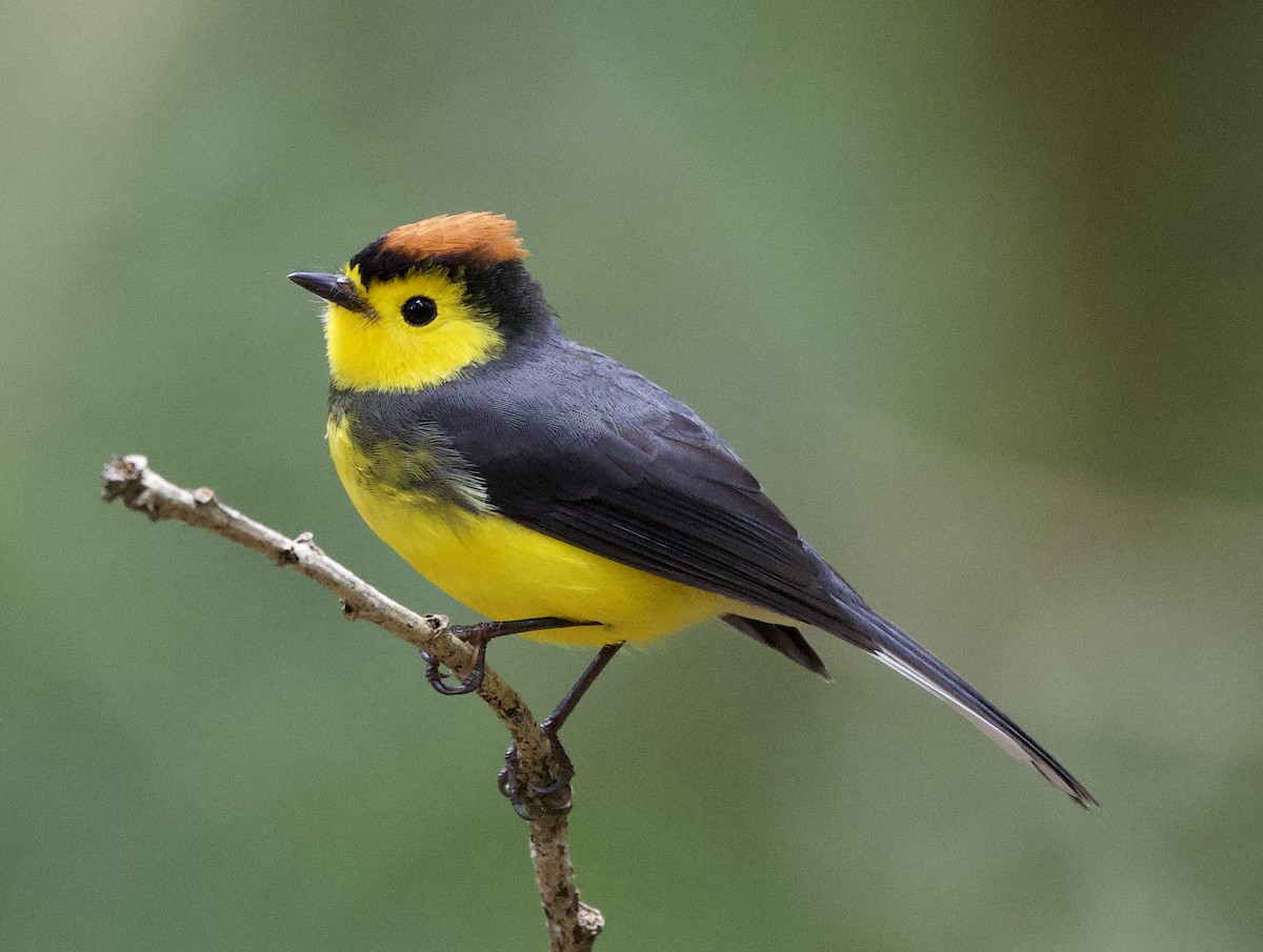 Collared Redstart - ML641363251