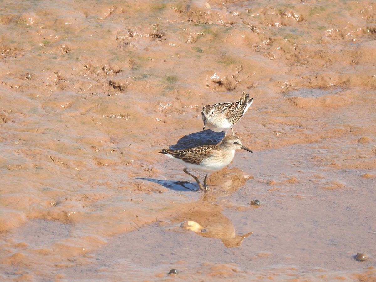 Least Sandpiper - ML641363252