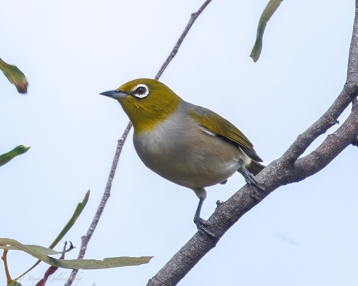 Silvereye - ML641363254