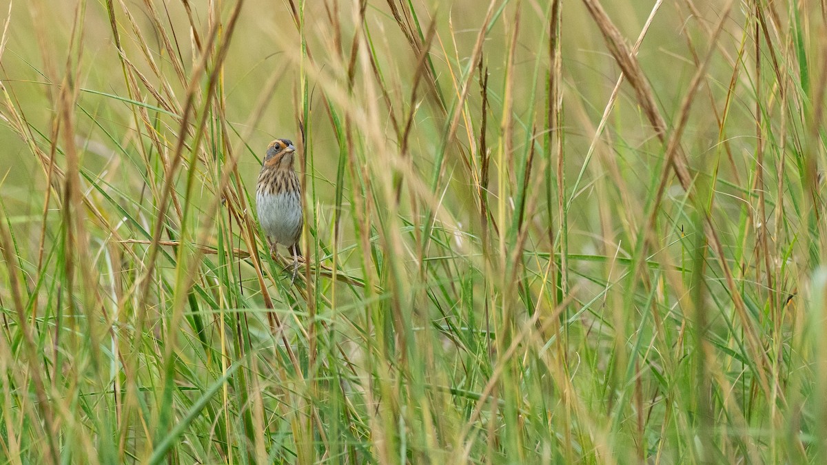 Saltmarsh Sparrow - ML641363259