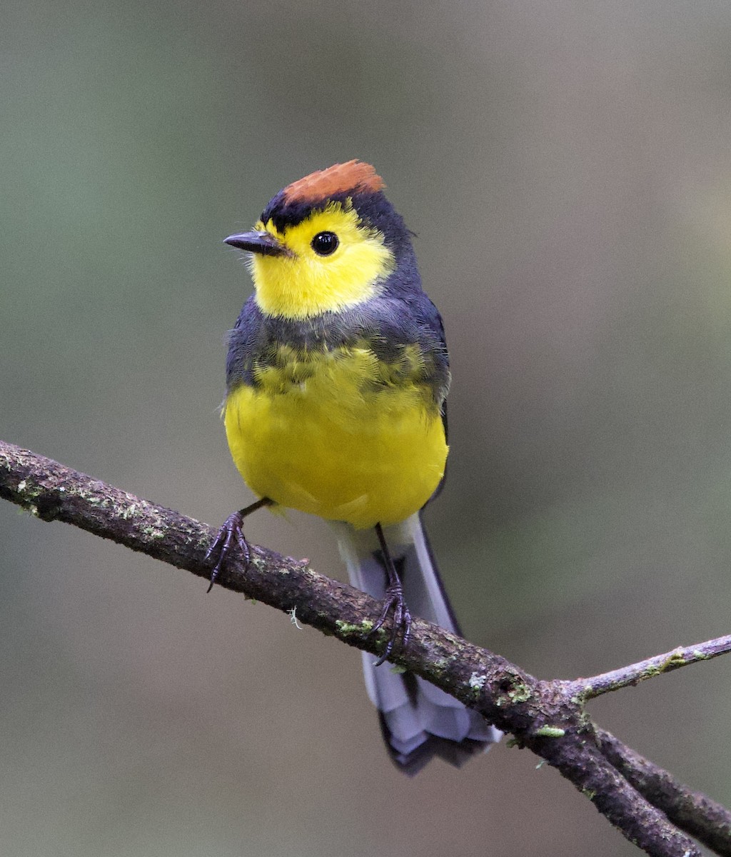 Collared Redstart - ML641363260