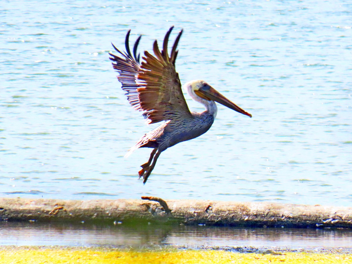 Brown Pelican - ML641363263