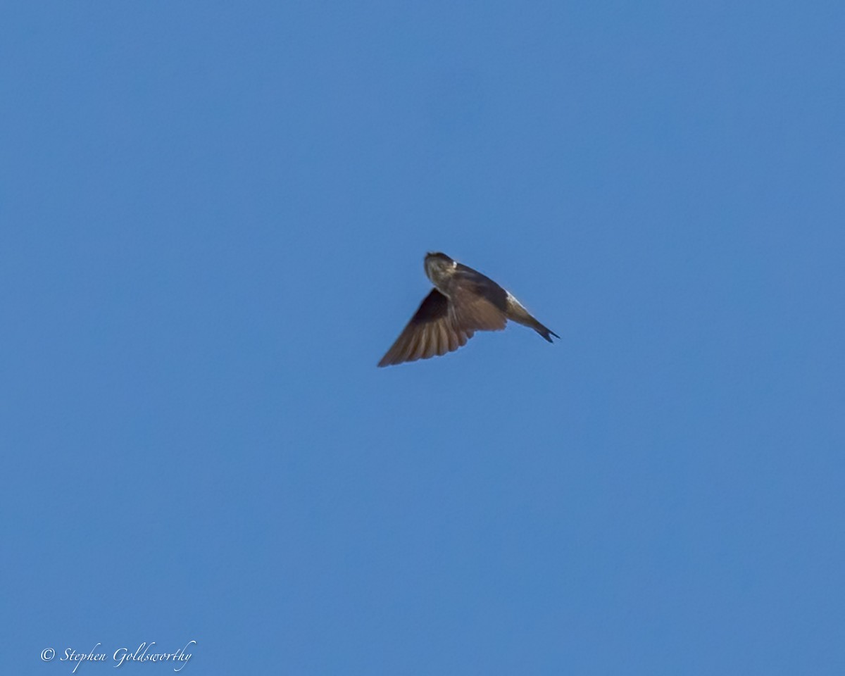 Tree Martin - ML641363266