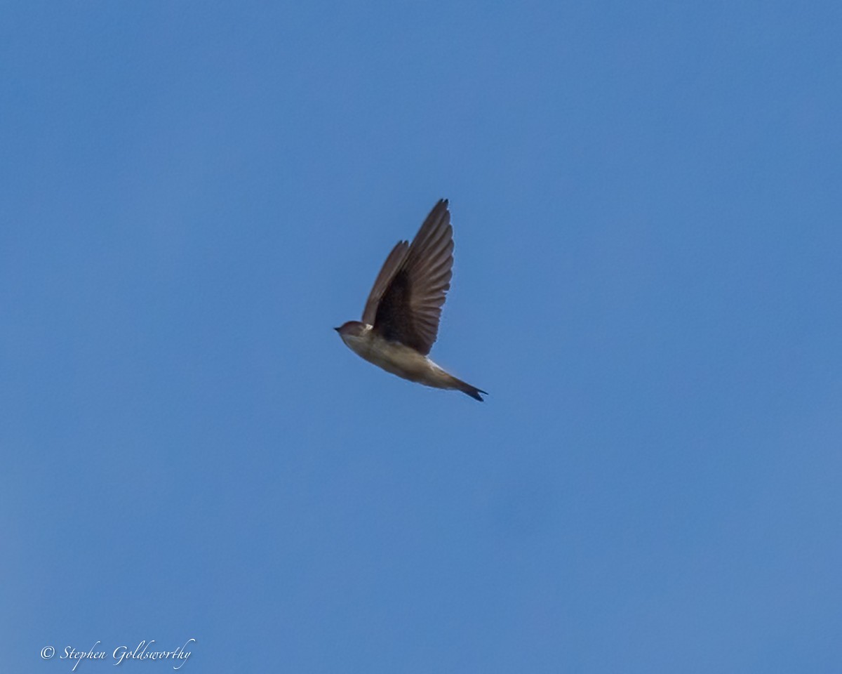 Tree Martin - ML641363270