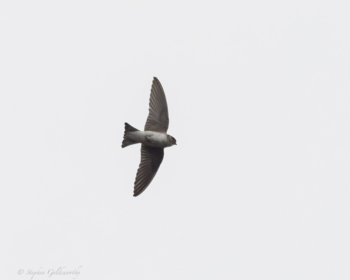 Tree Martin - ML641363271