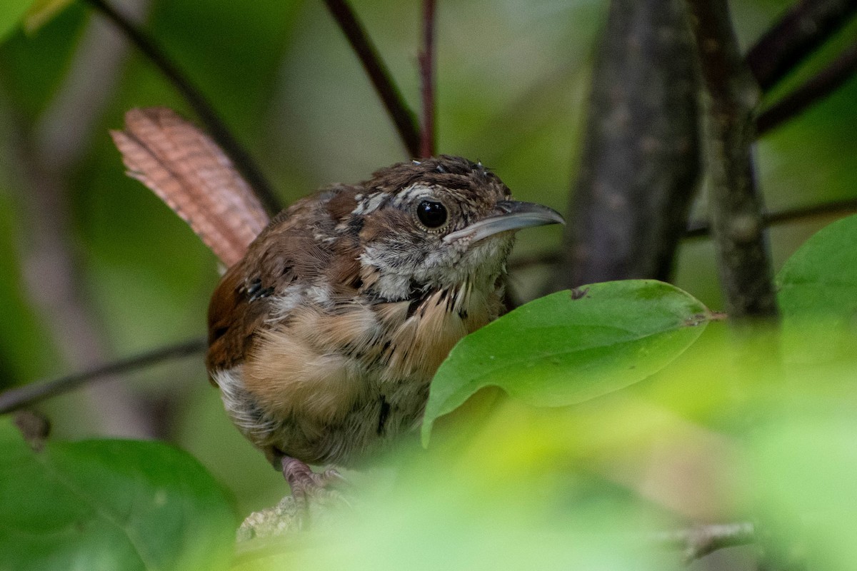 Carolina Wren - ML641363273