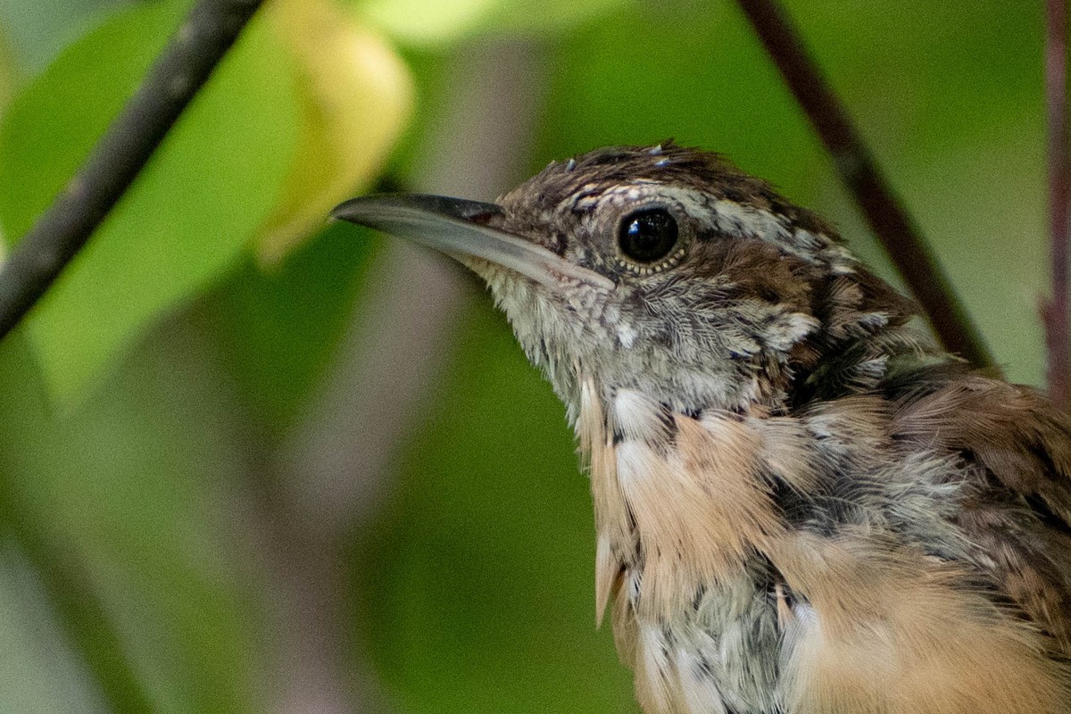 Carolina Wren - ML641363274