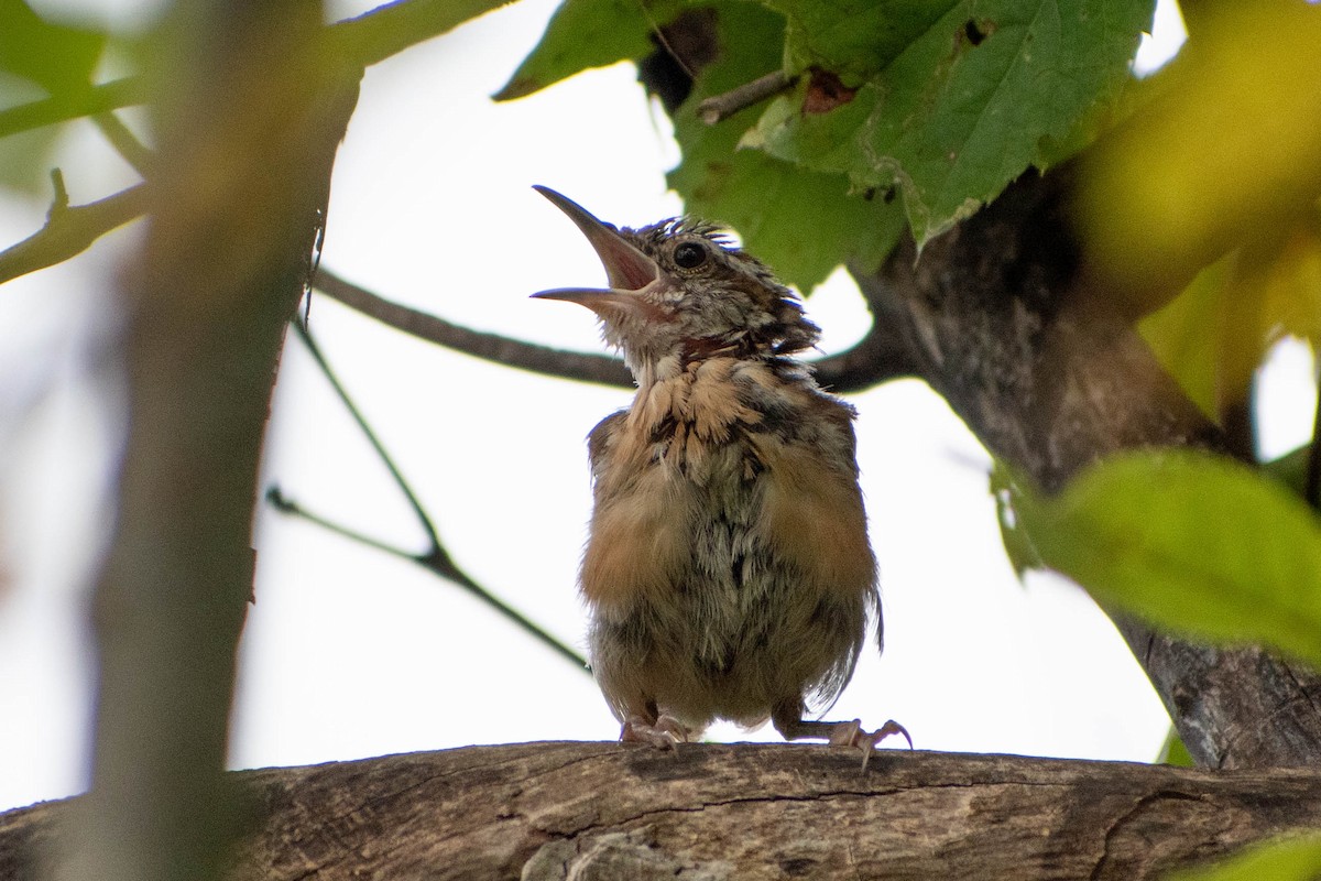 Carolina Wren - ML641363275