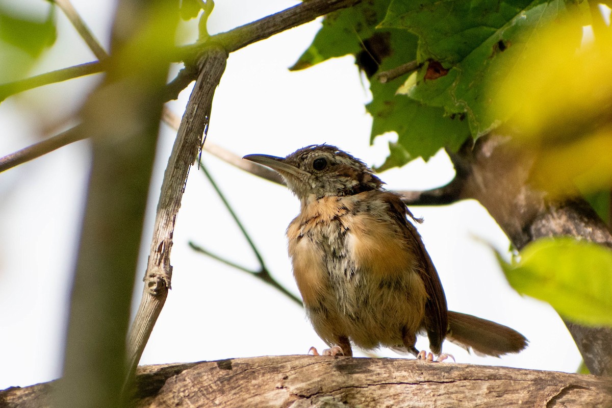 Carolina Wren - ML641363276