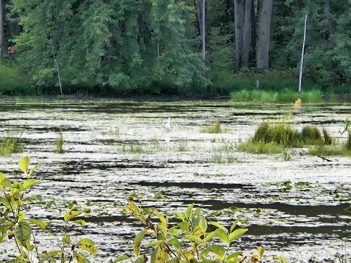 Great Egret - ML641363324