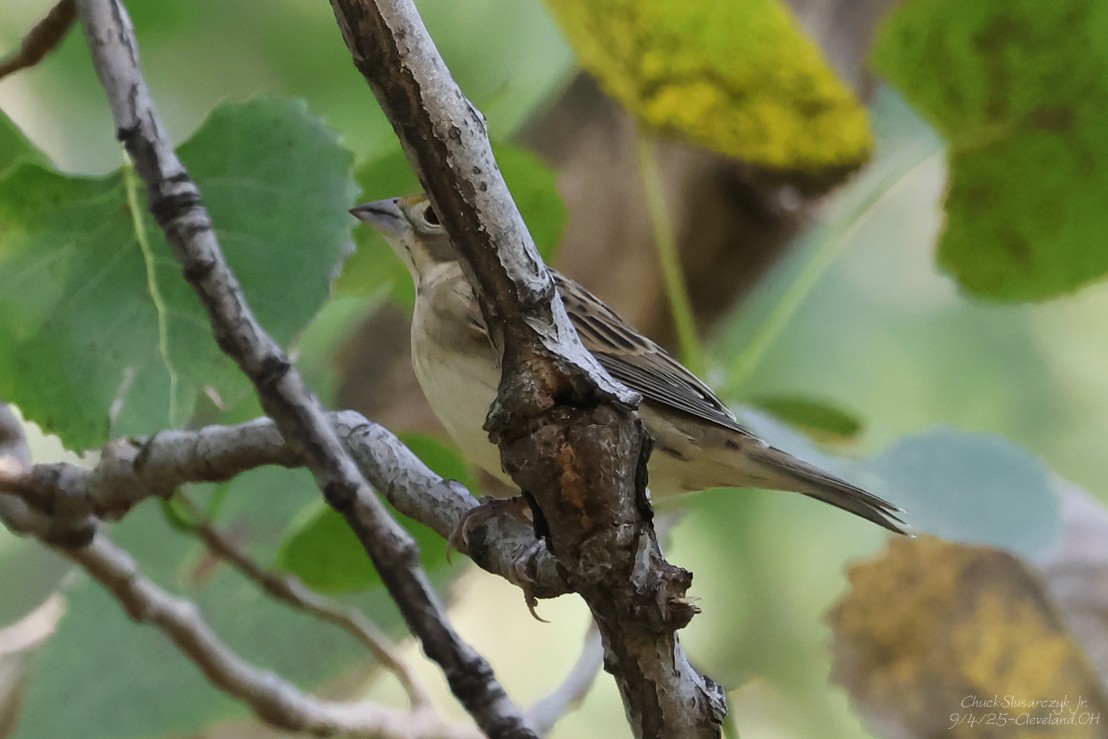 Dickcissel - ML641363333