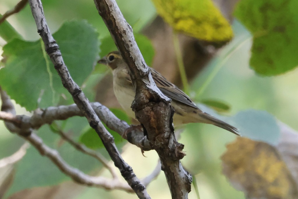 Dickcissel - ML641363334