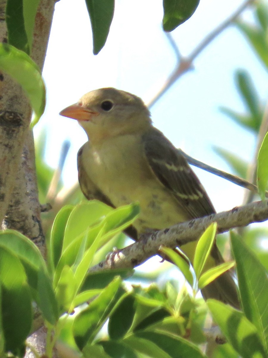 Western Tanager - ML641363348