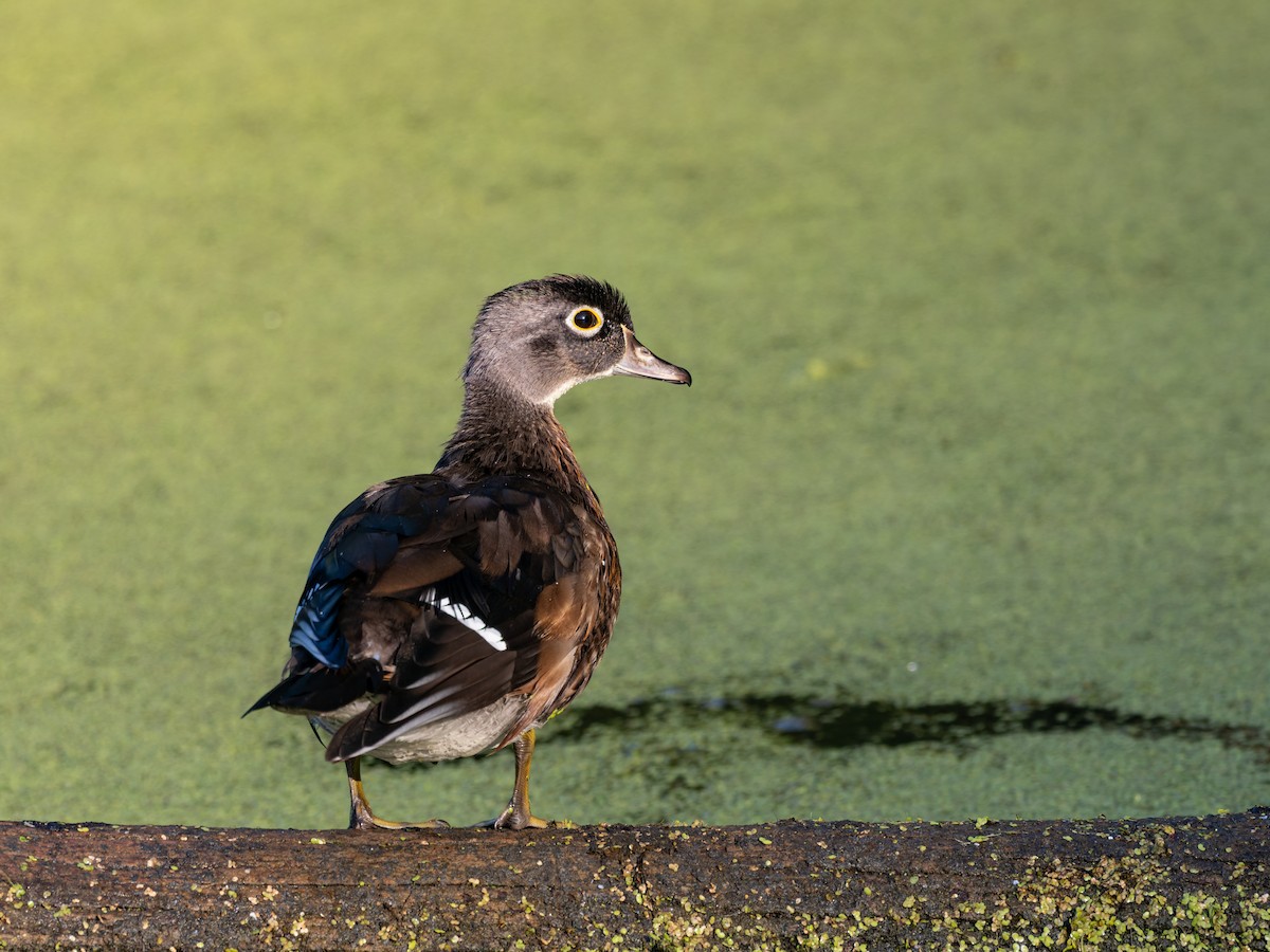 Wood Duck - ML641363349