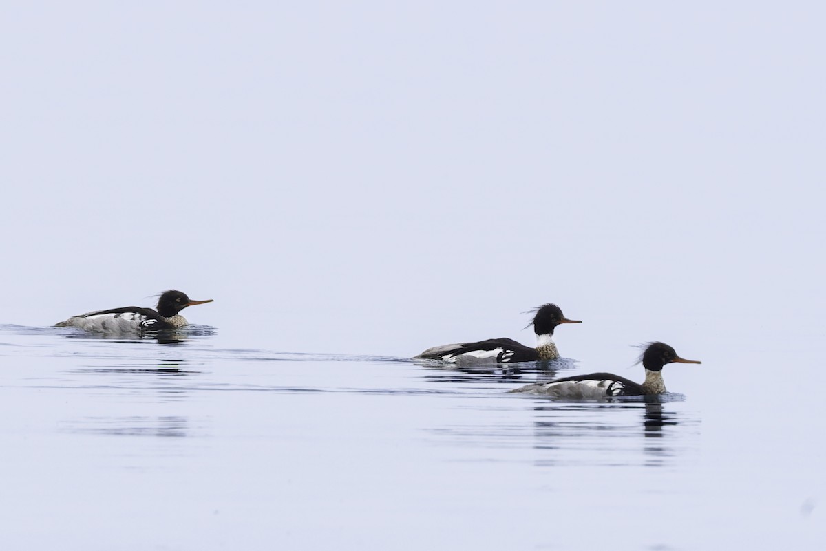 Red-breasted Merganser - ML641363351