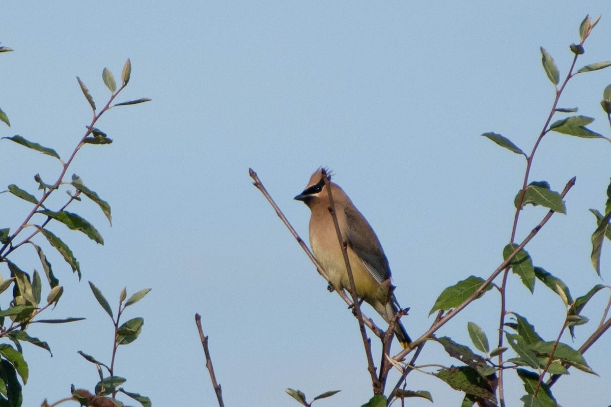 Cedar Waxwing - ML641363353
