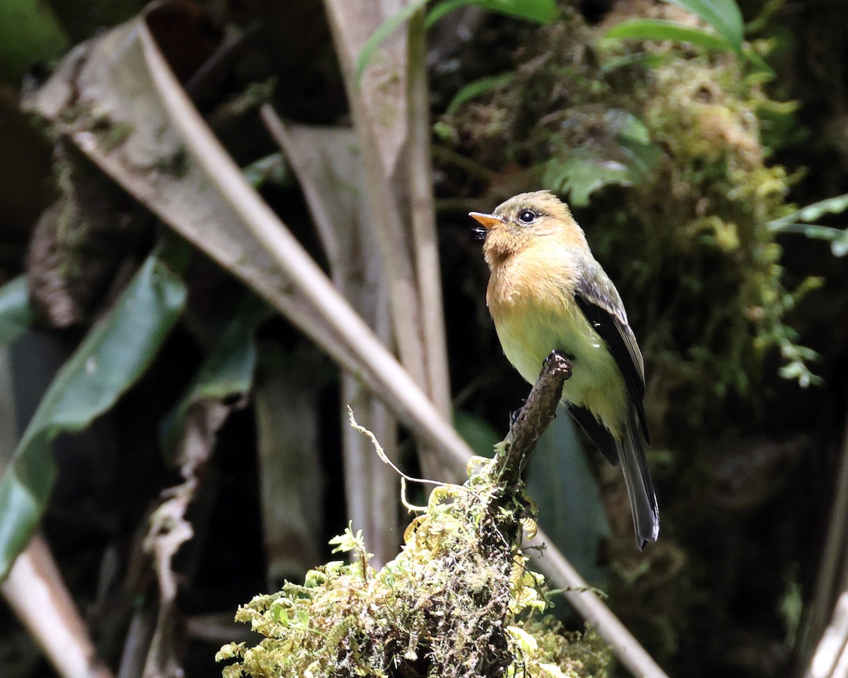 Tufted Flycatcher - ML641363355