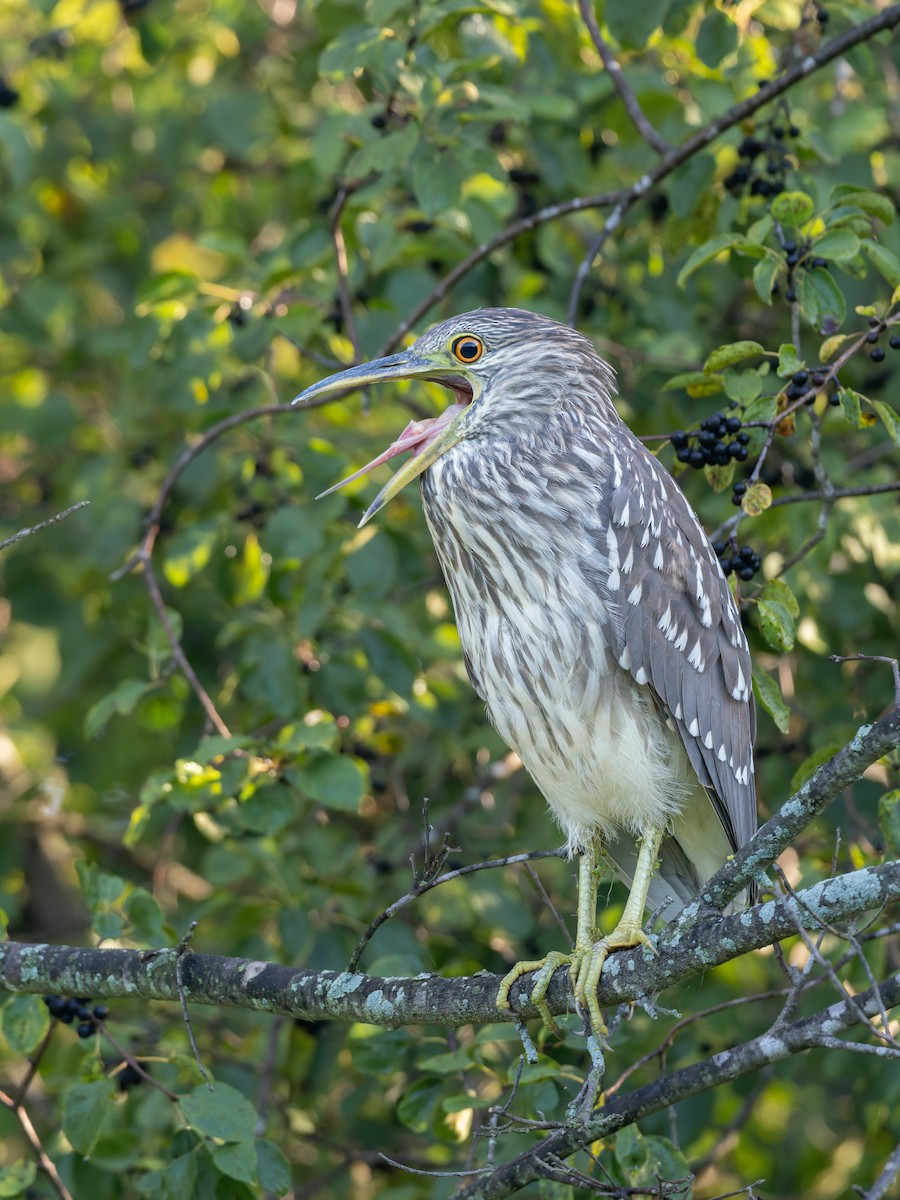 Black-crowned Night Heron - ML641363359