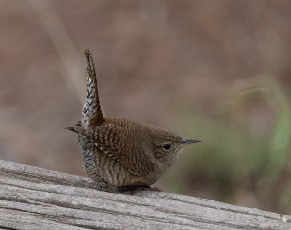 Northern House Wren - ML641363363