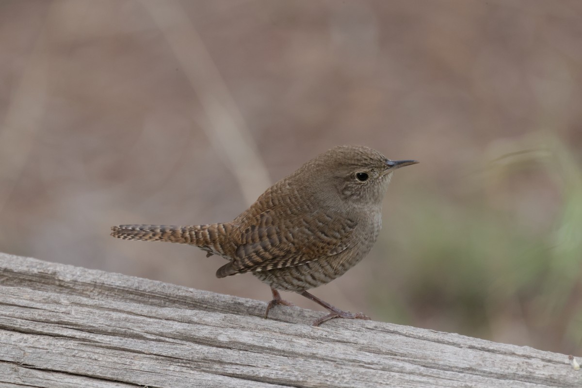 Northern House Wren - ML641363364