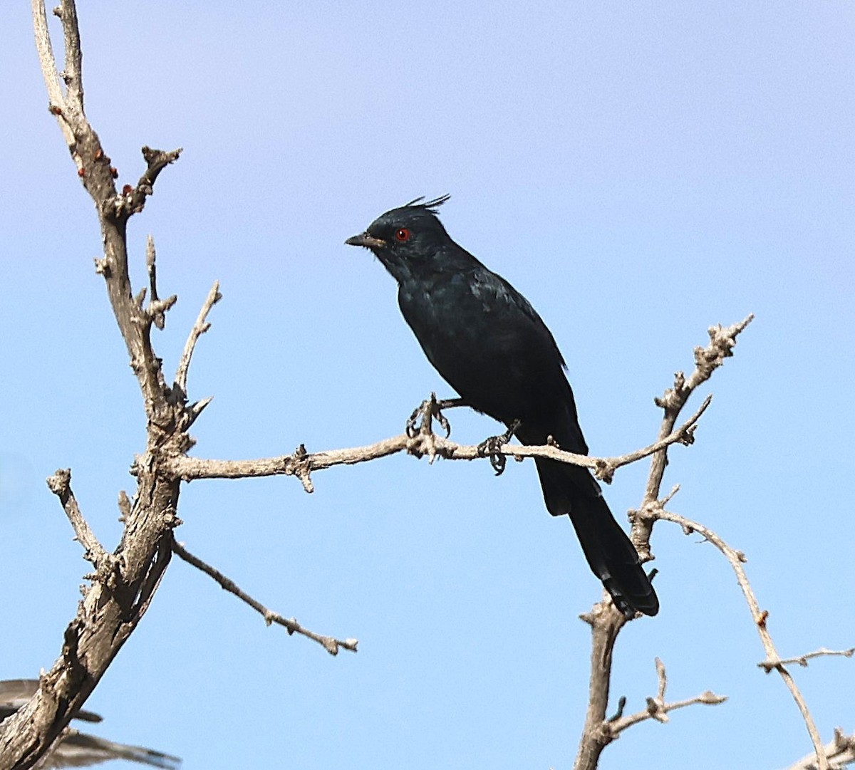 Phainopepla - ML641363367