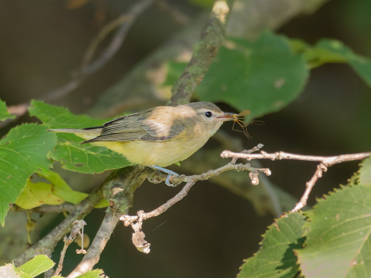 Warbling Vireo - ML641363369