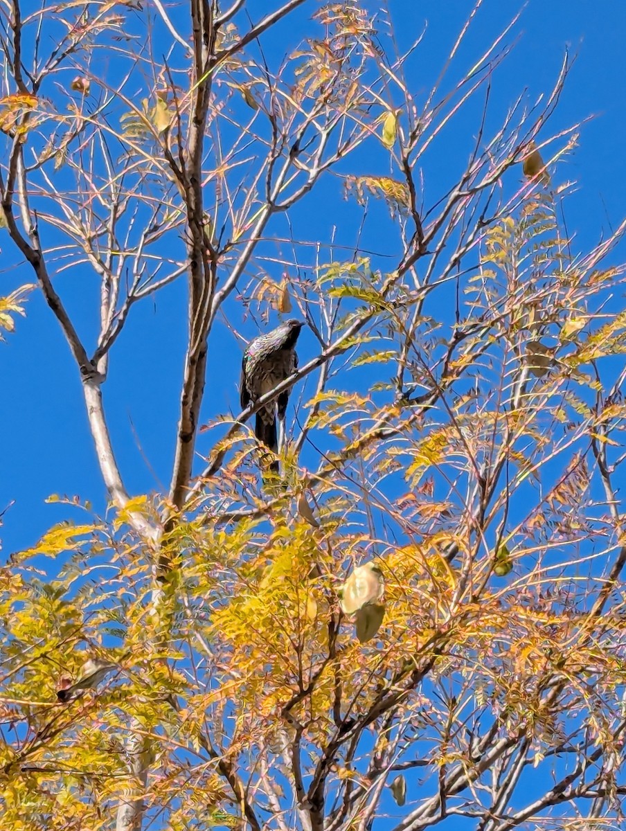 Little Wattlebird - ML641363370