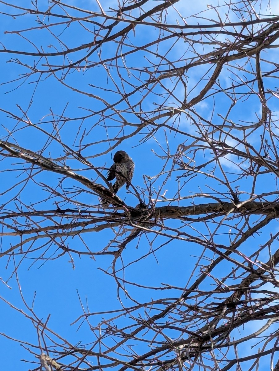 Little Wattlebird - ML641363371