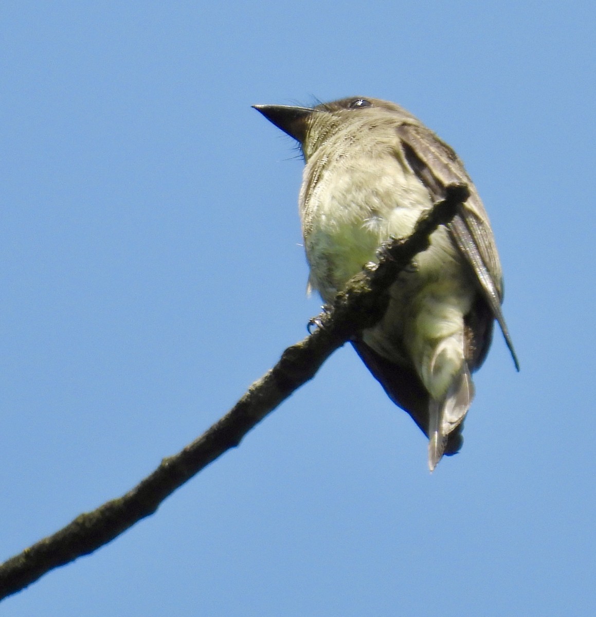 Western Wood-Pewee - ML641363373