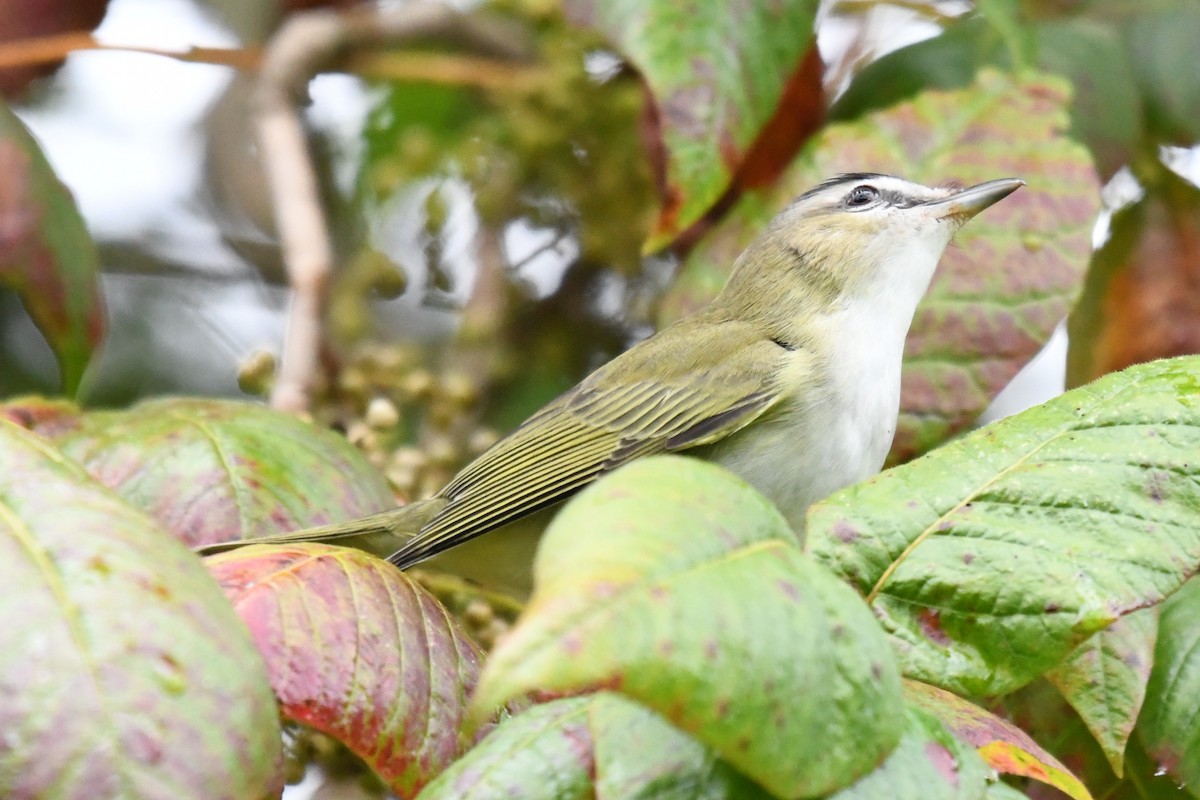 Red-eyed Vireo - ML641363377