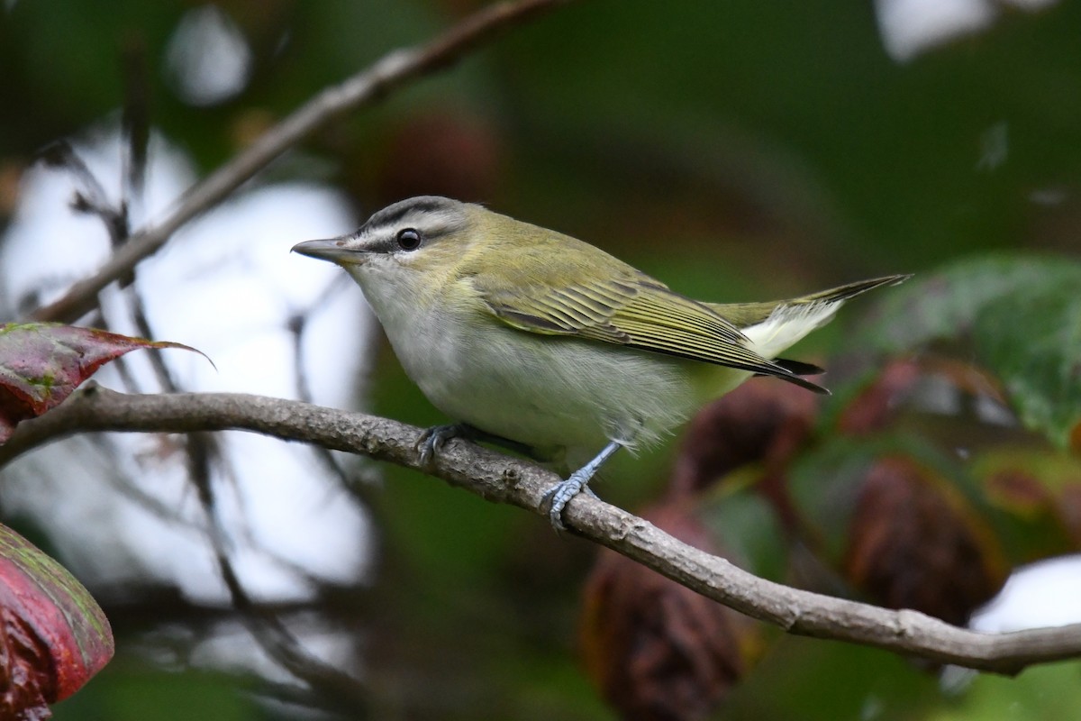 Red-eyed Vireo - ML641363378