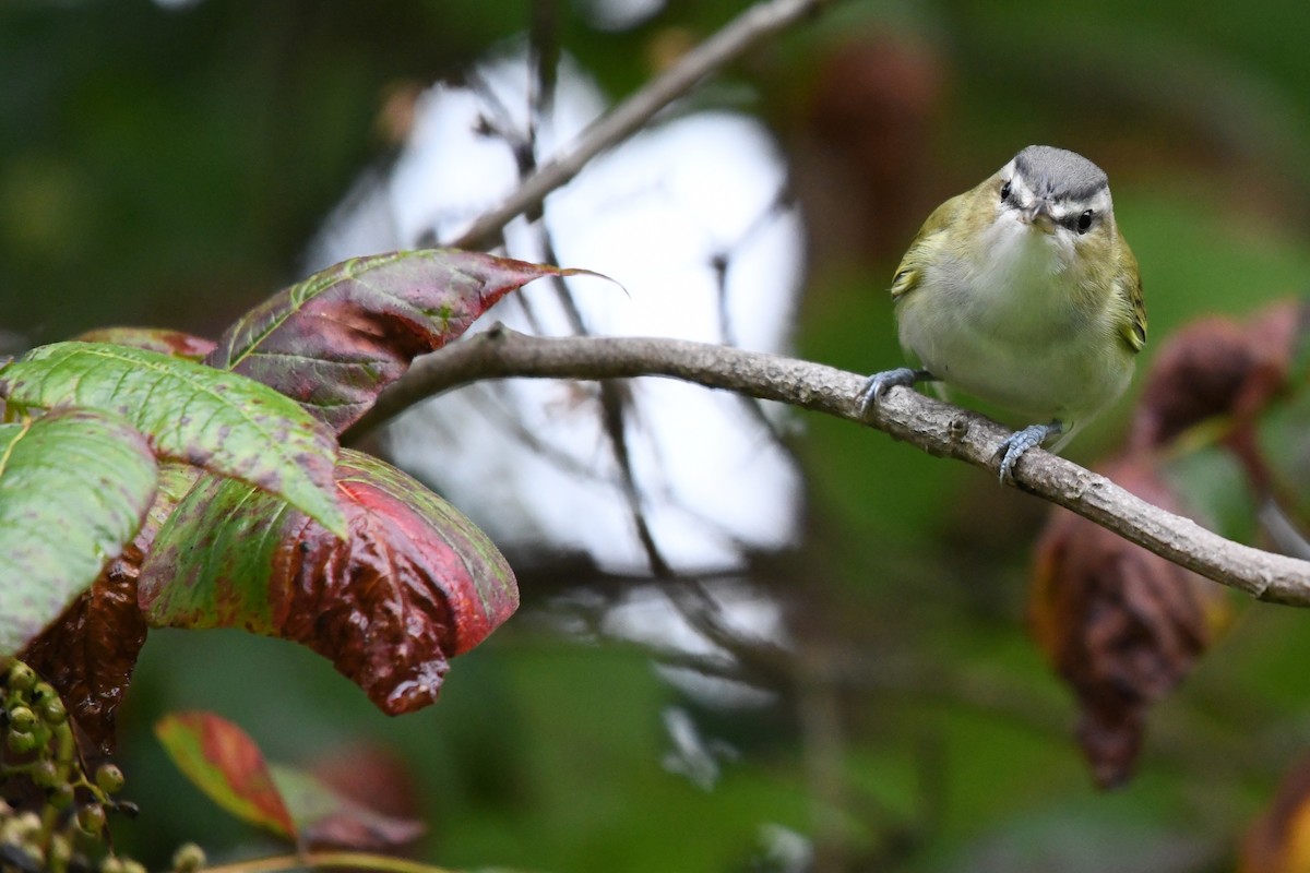 Red-eyed Vireo - ML641363379