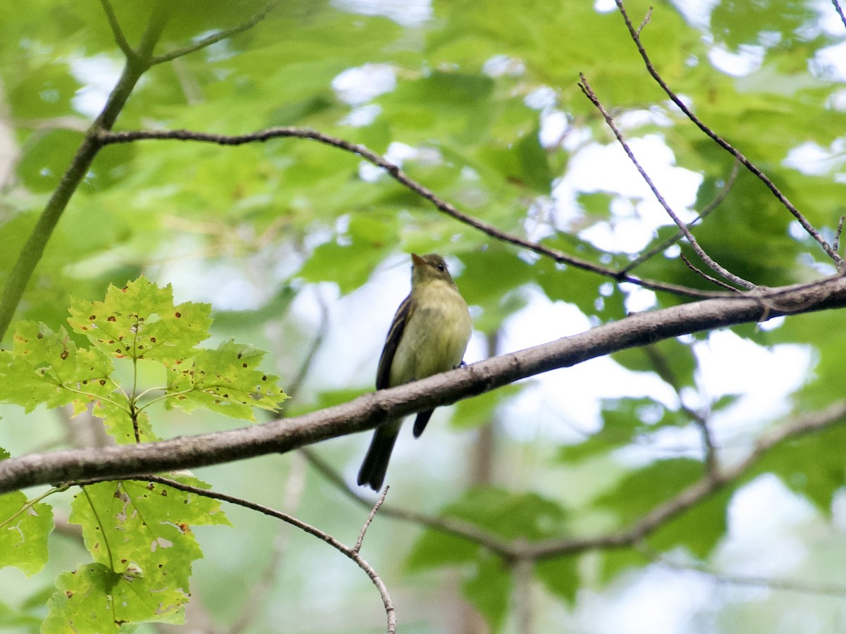 Yellow-bellied Flycatcher - ML641363385