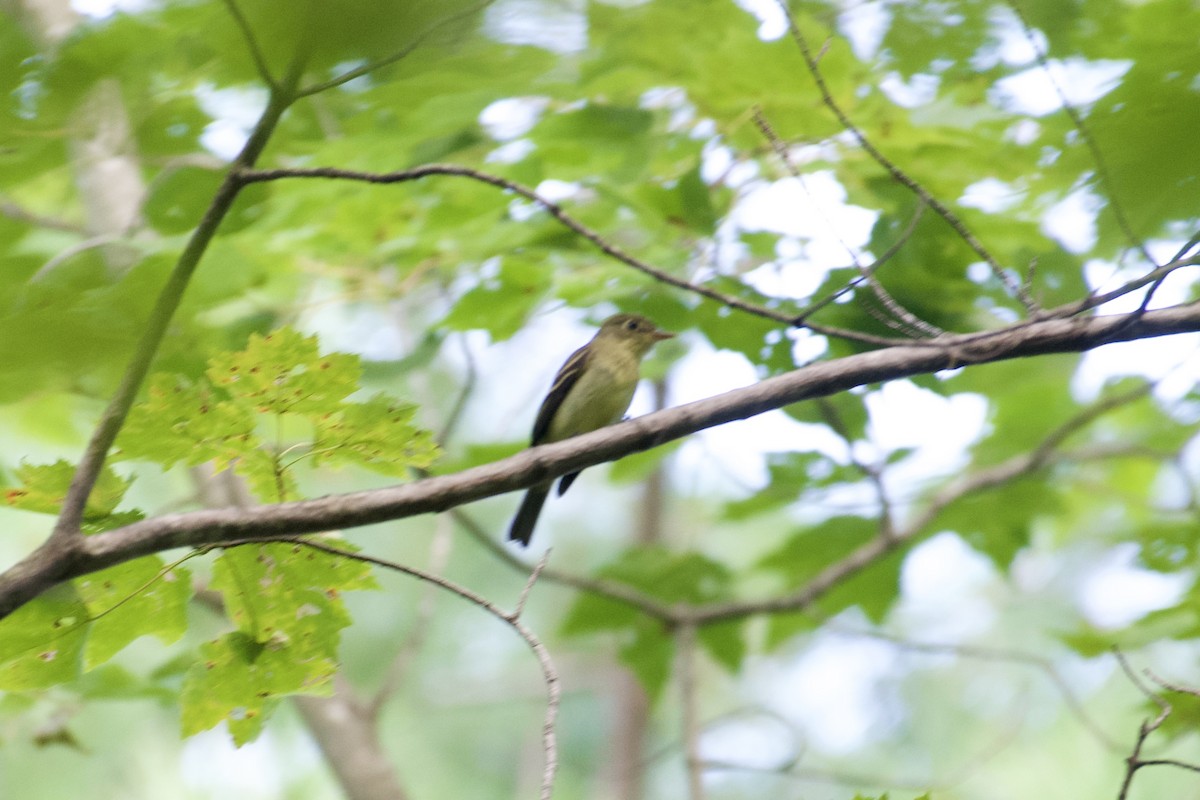Yellow-bellied Flycatcher - ML641363386