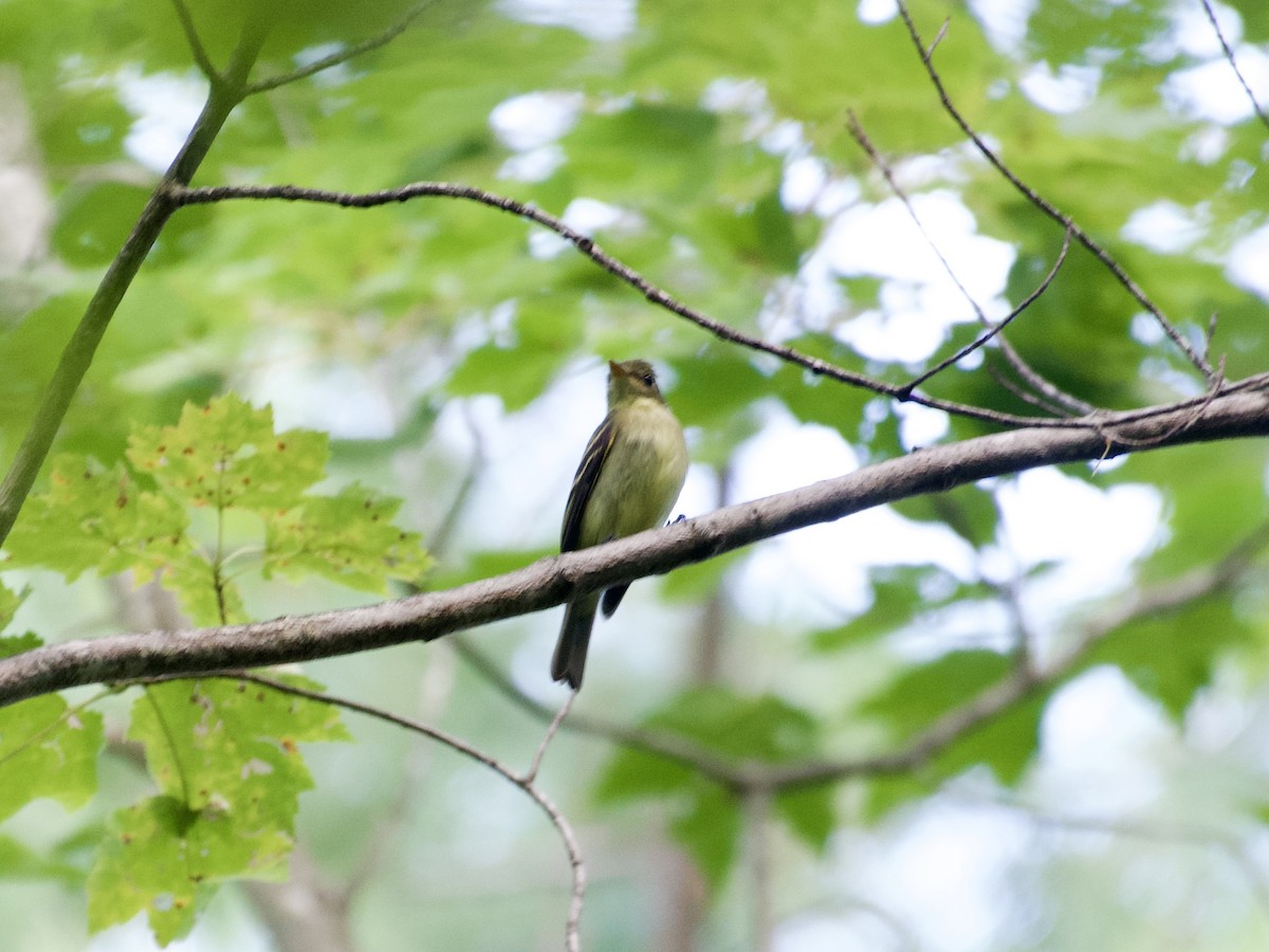 Yellow-bellied Flycatcher - ML641363387