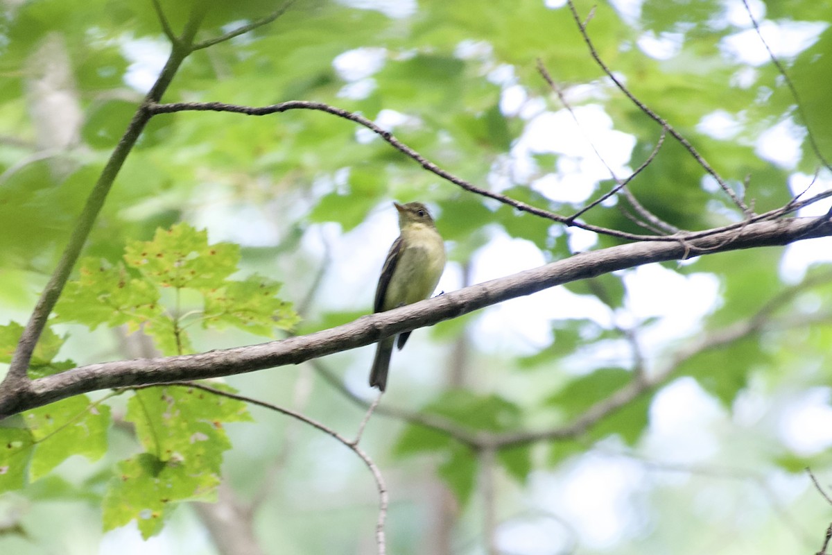 Yellow-bellied Flycatcher - ML641363388