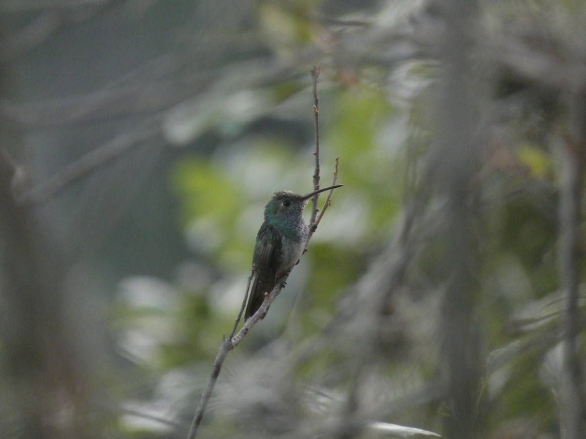 Honduran Emerald - ML641363426