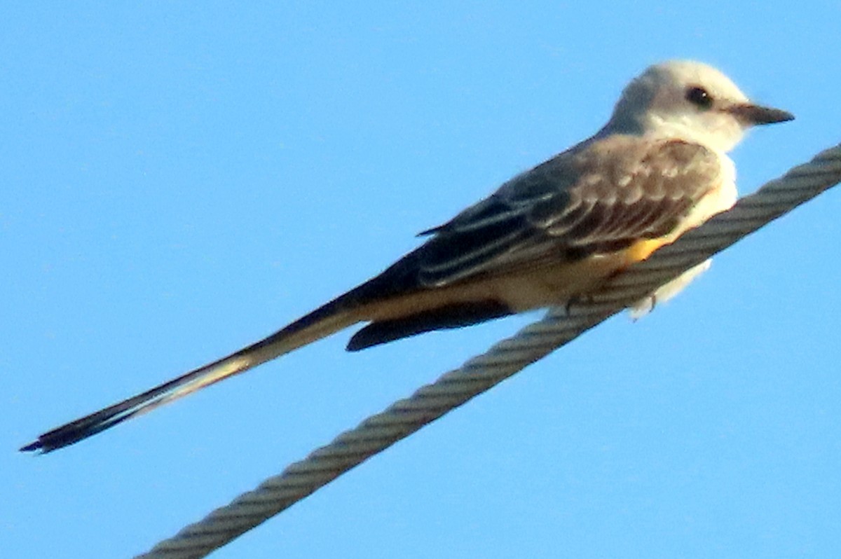 Scissor-tailed Flycatcher - ML641363465
