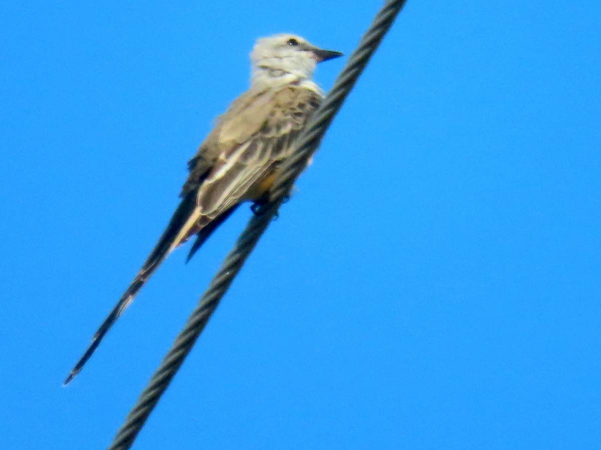 Scissor-tailed Flycatcher - ML641363466