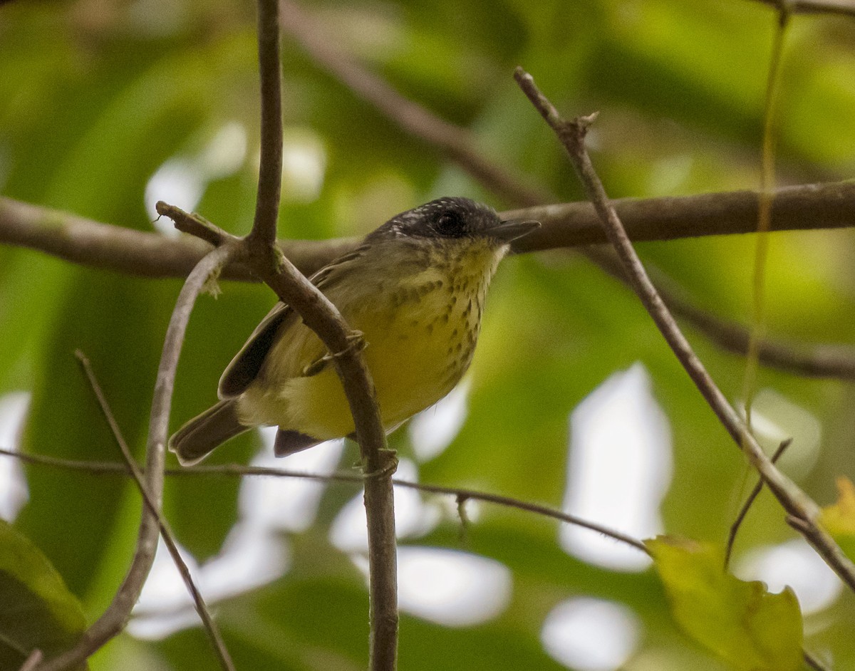 Spot-breasted Antvireo - ML641363541
