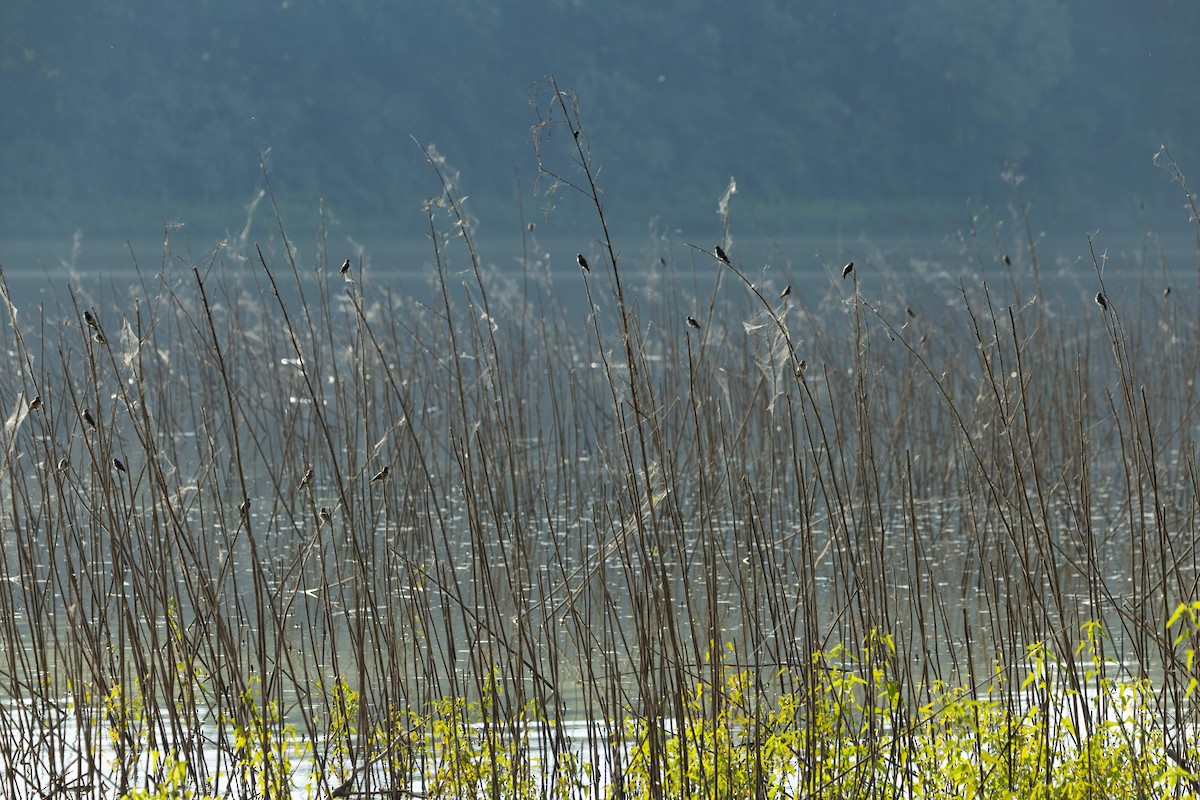 Northern Rough-winged Swallow - ML641363544