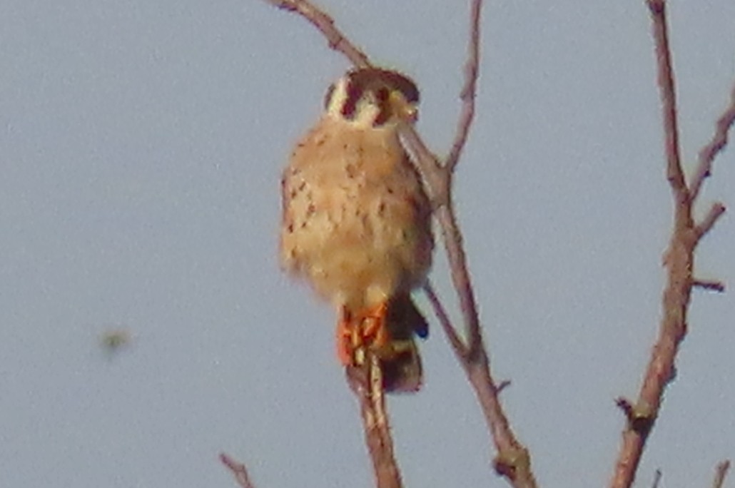 American Kestrel - ML641363548