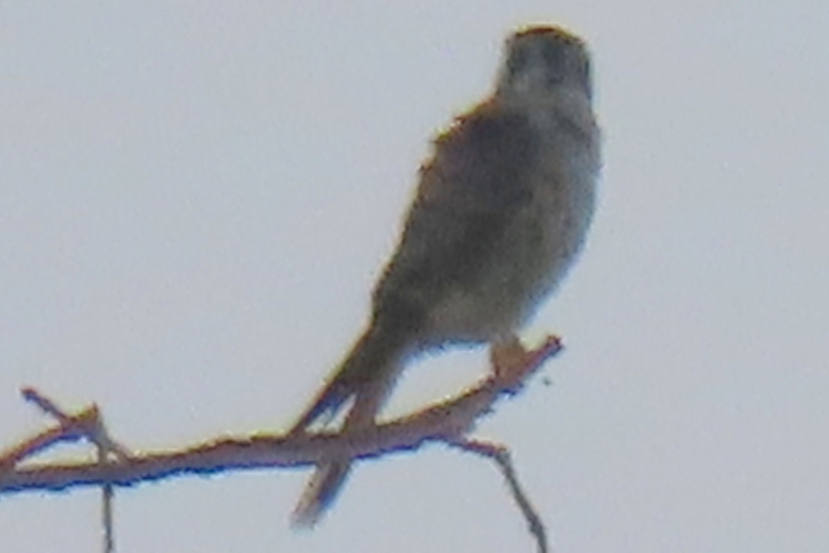 American Kestrel - ML641363549